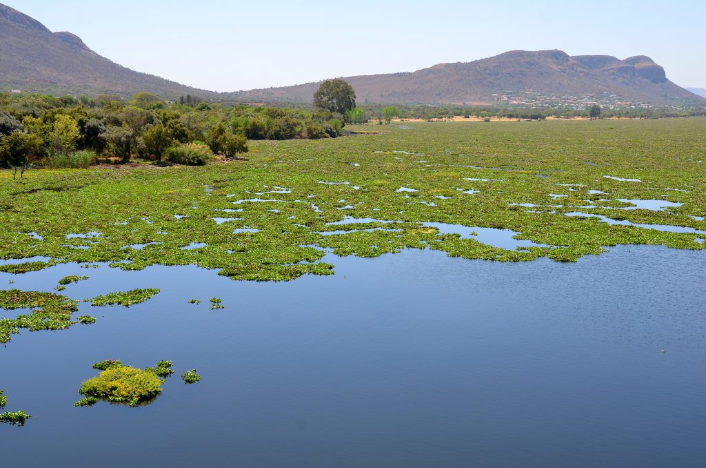 Eichhornia_crassipes_North_West_(South_Africa)